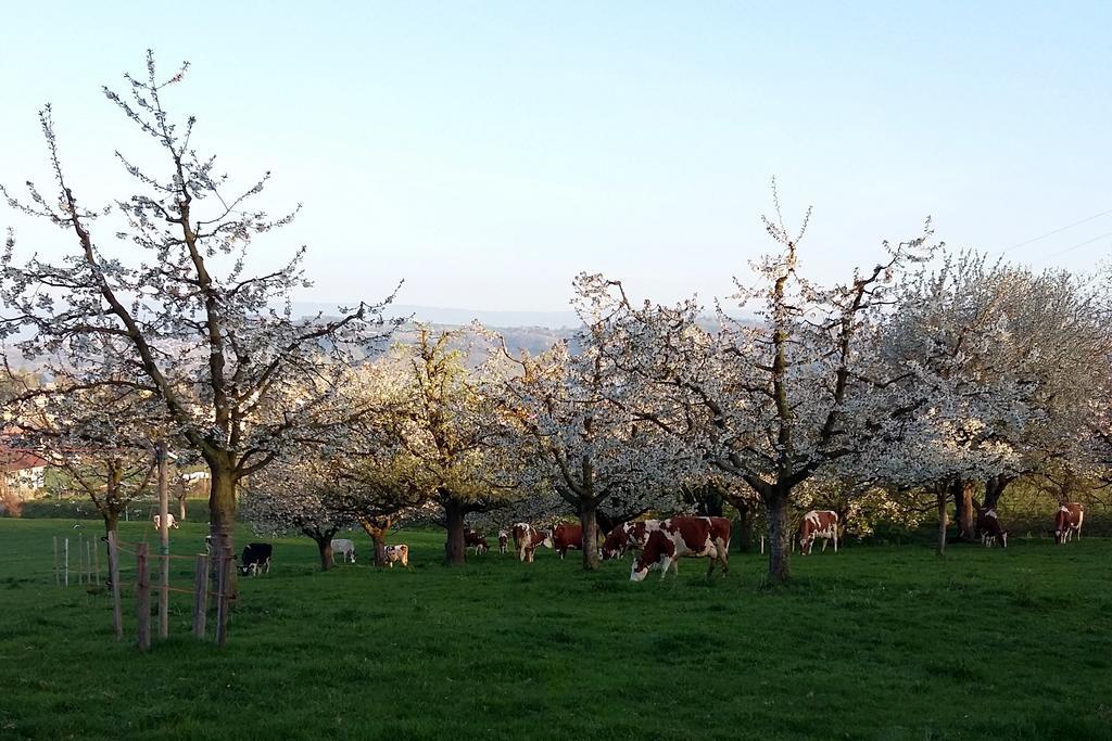 Hof Oberprehl Lägenhet Murten Exteriör bild